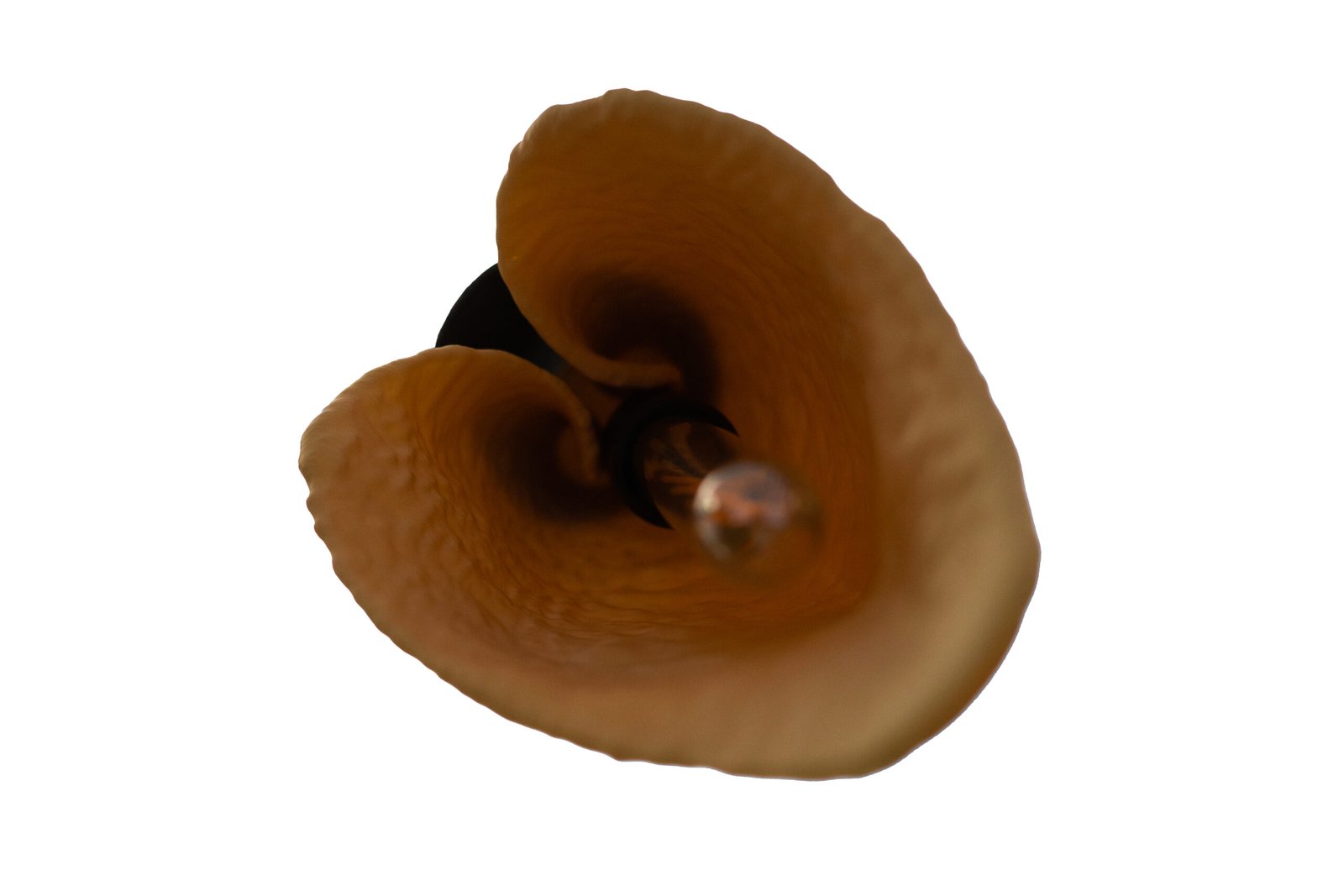 Calla Araceae - Image 6