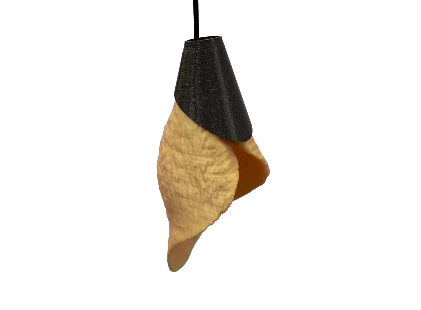 Calla Araceae - Image 7
